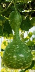 Indonesian Bottle gourd