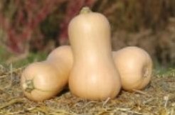 Metro F1 Butternut