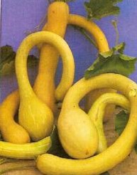 'Trombolino D'' Albenga' 