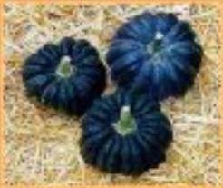 Futsu Black Early