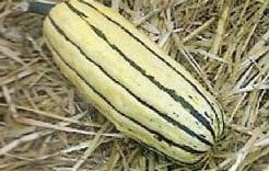 Delicata 