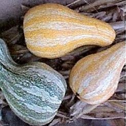 Cushaw orange striped