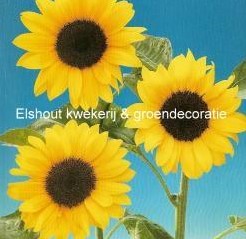 Helianthus Tosca / Daphne