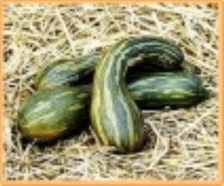 Mallorca F1 moschata 