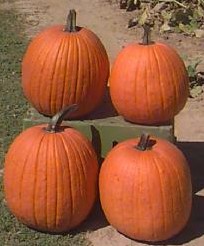 Gold Gem F1 Halloweenpompoen 