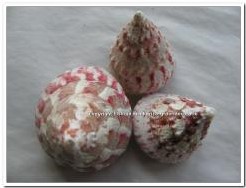 Troca Maculata schelpen 1 kilo