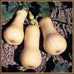 Waltham Butternut 