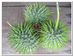 Cucumis Hirsutus