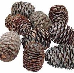 Leucadendron murri zak +/- 1000 gram. LOS denneappel Leuc. murri zak