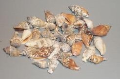 Strombus Urceus 1 kg schelpen