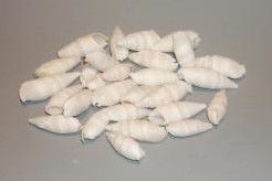 Ceritium Vertagus +/- 1 kilo