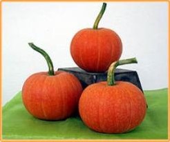 Golden Pumpkin Golden Pumpkin