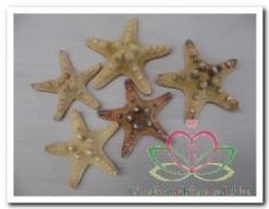 Actie Zeester phil 5-7 cm (5 st)' Starfish