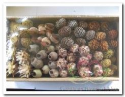Leucadendron Assor op draad +/-80 st Leucadendron As