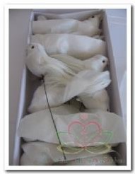 Actie Witte vogeltjes +/- 11 cm. / doosje +/- 12 stuks van 12,99 voor 9,99 Witte vogeltje