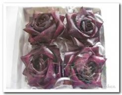 Doosje Waxrose Purple 10cm. 4stuks op=op Doosje Waxrose