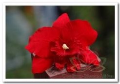 Rode Orchidee zijdebloem kunstbloem Rode Orchidee