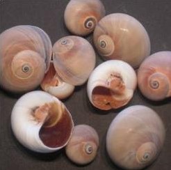 Polinices Didyma schelpen 1 kilo