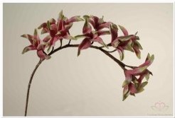Cymbidium Orchideetak 1pc foam op=op Cymbidium Orchi