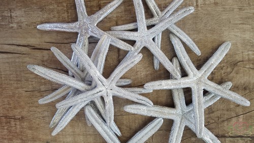 Zeester Finger starfish 10-15cm champagne/zilver 10 pcs