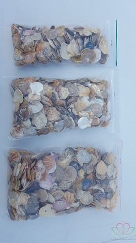 Mantelschelp stuks. Jacobsschelp 600 gr 600 gram