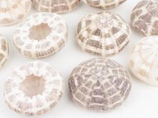 Zee-egel 'Alfonso' Naturel 10 cm - Set van 10-12 Stuks Zeeegel 10-12 st