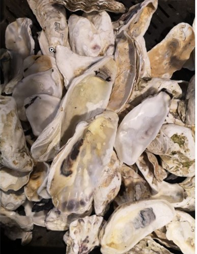 Oesterschelpen biologisch watercleaned +/- 4 stuks om bv te beschilderen groter dan 13 cm 