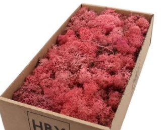 Rendiermos Ijslandsmos Pink/ oud roze +/- 500 gram Rendiermos Ijslandsmos 