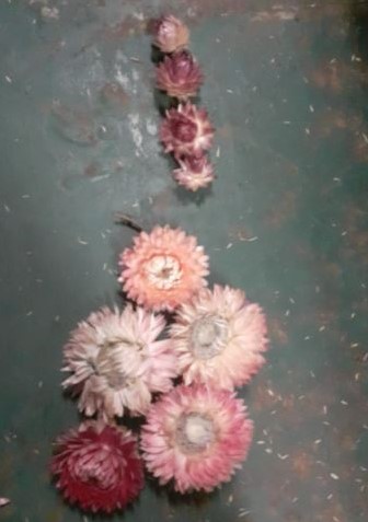 Bulk Helichrysum heads Paars /+ 320 stuks eenmalig Strobloemhoofdjes