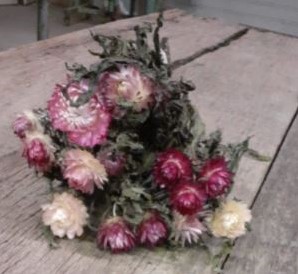 Helichrysum Roze natural bundel. droogbloemen