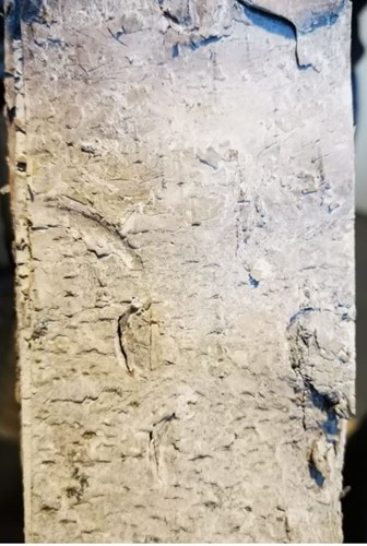 Berkenschors 46*7.5cm.Naturel /  +/-10 stuks Berkenschors stroken