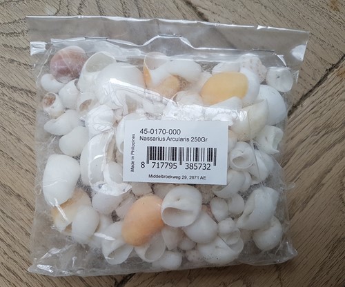 Nassarius Arcularis 250gr 250 gram