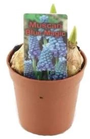 Blauwe druifjes Muscari 3 bolletjes in potmaat P 5 we kunnen bij blijven bestellen