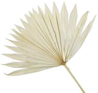 Palmblad Sun cut PastelGeel 5st Palm blad