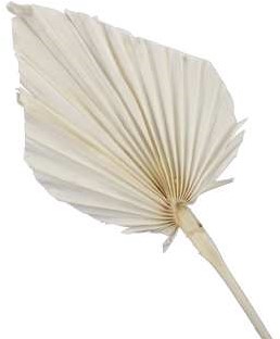 Palmblad Palm Spear Gebleekt 7st Palm blad