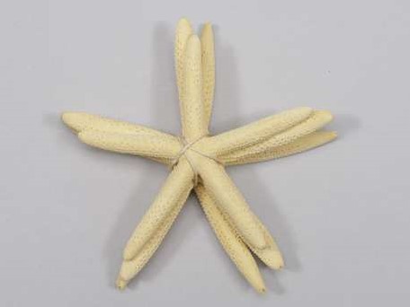 Zeester Starfish geel, +/- 5-10 cm. set van 3 stuks