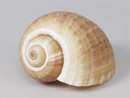 Tonna Cepa schelp 12-15 cm. Per stuk