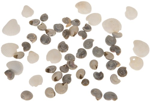 Actie Schelpenmix vvd kleinverp 150 gr 150 gram
