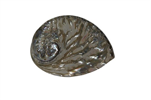 Abelone middel schelp gepolijst, 13-15 cm. per stuk