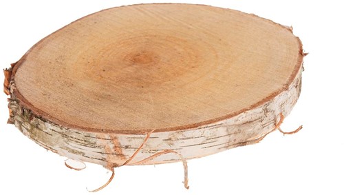 Boomstamschijf Berkenschijf rond +/-28-32cm Boomstamschijf