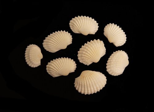 White Chippy schelpen 1 kilo