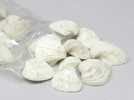 Chippy Big Pastel schelpen green washed, 1 kilo