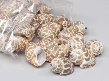 Pura Muttai schelpen 1 kilo