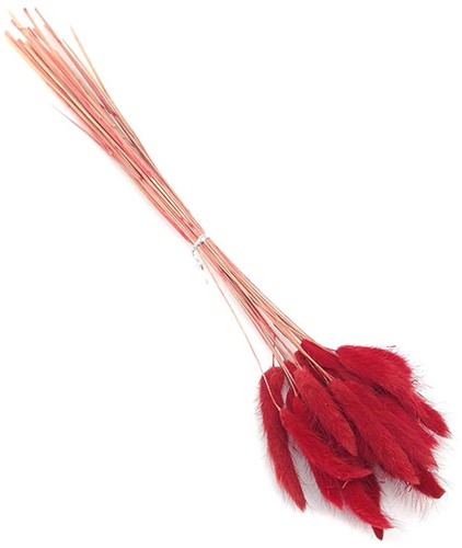 Lagurus Ovatus 100 gr in hoes Rood Pluimgras graspluimen