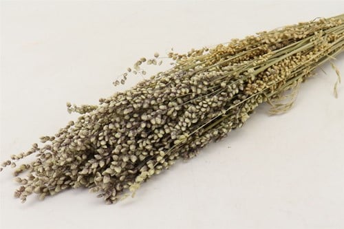 Briza Minima 70cm in hoes bundel droogbloemen bundel