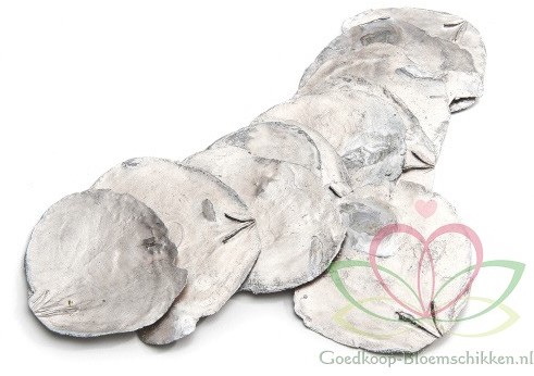 Capiz shell Camar Metalic Champagne 500 gram  Geverfde schelpen