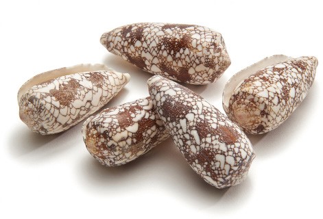 Schelpen Conus Omaria ±5cm 10pcs Shells