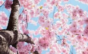 Winter Blossom - geurolie voor Melts en Kaarsen en Zeep 20ml