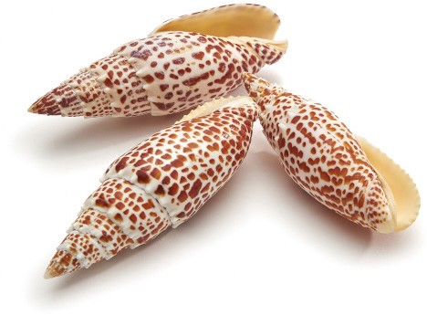 Schelpen Mitra Papalis ±12cm 5pcs Shells
