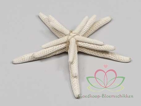 Zeester Starfish wit, +/- 5-10 cm. set van 3 stuks